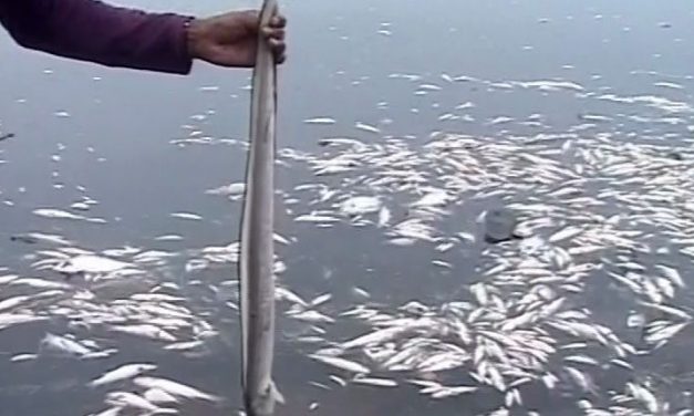 GOPALPUR SEA FISH DEATH MYSTERY KEEPS HAUNTING