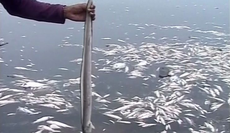 GOPALPUR SEA FISH DEATH MYSTERY KEEPS HAUNTING