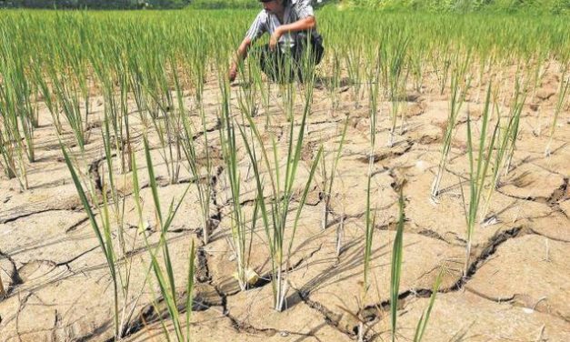 Naveen Seeks Report as Specter of Drought  Haunting Odisha