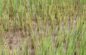 Drought declaration on October 30, crop affected severely in 70 blocks of 15 districtsists