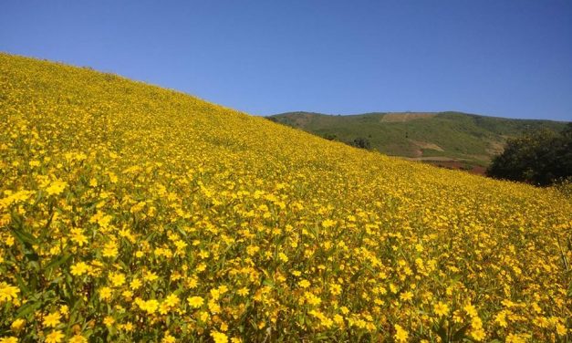 Golden Yellow Alsi Valley of Kasipur
