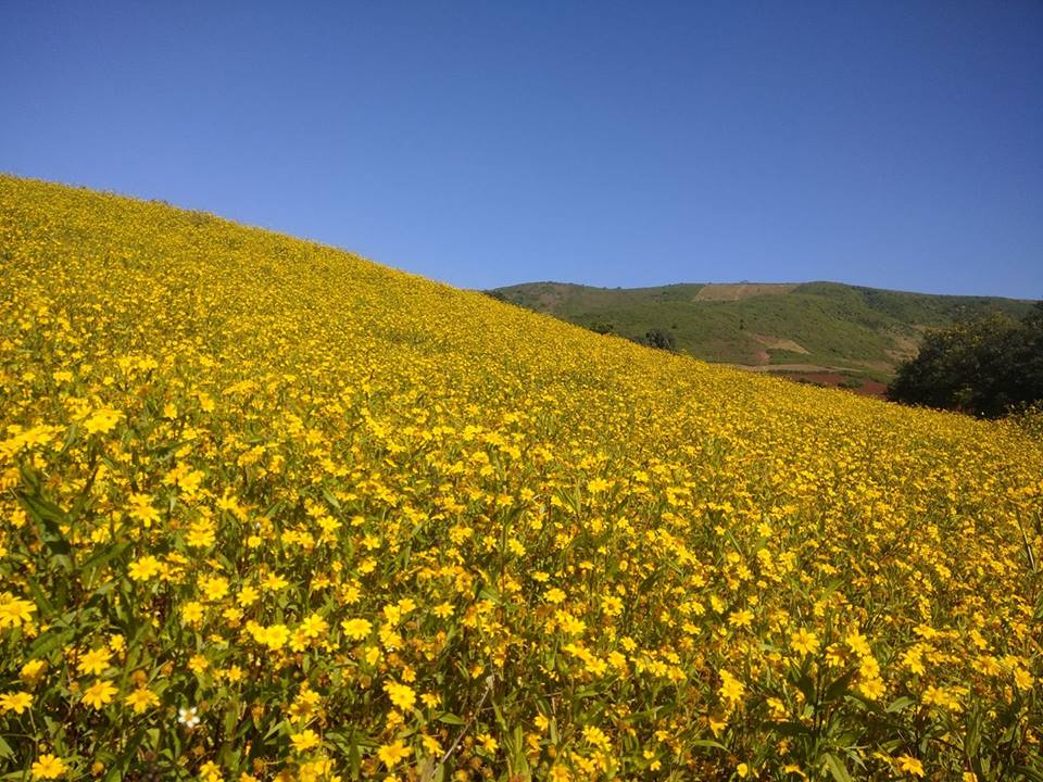 Golden Yellow Alsi Valley of Kasipur