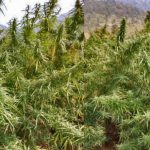 Odisha to use drone to locate illegal hemp cultivation