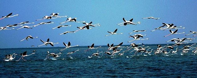 Chilika starts chirping with the arrivals of feathered tourists as winter sets in