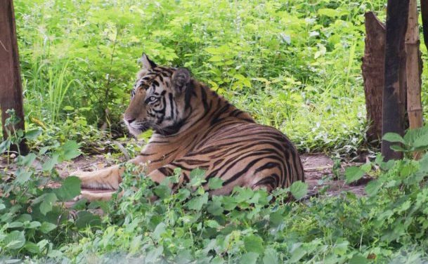 Man eater tigress Sundari tranquilized
