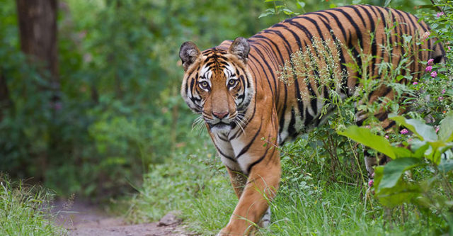 Odisha asks MP to take back Tigress Sundari as NTCA suspends ISTR programme