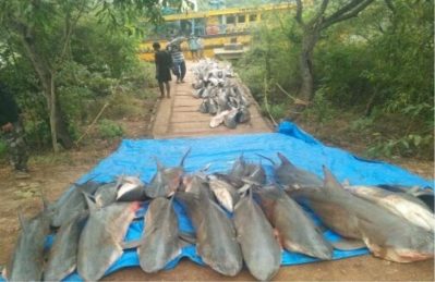 Trawler with 250 sharks seized, 7 arrested by coast guard