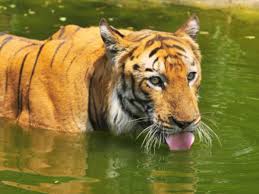 Tiger population in Odisha remain static