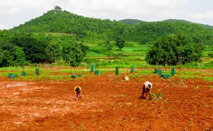 Tribal farmers reverting to eco-friendly millet farming shunning maize cultivation