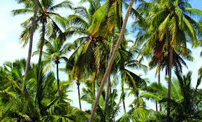 India 3rd in world, Odisha 5th in country in Coconut plantation