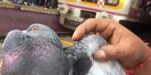Pigeons smuggle into Odisha from West Bengal for ritual sacrifices