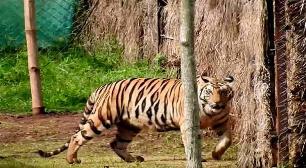 Tiger Relocation Programme Fails, NTCA suspends Satkosia project, plans to return tigress Sundari