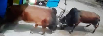 Bull in a China Shop…