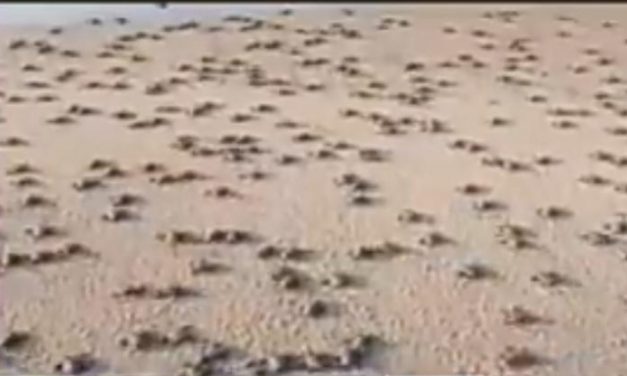 Odisha coast witnesses flow of over 2 crore Olive Riddley turtle hachlings