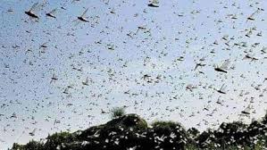 Odisha watches locust movement in neighbouring Chhattisgarh