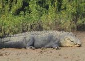 Giant crocodile strays into Odisha village in flood water