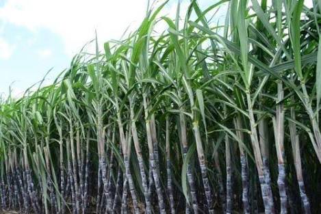 Union cabinet enhances sugarcane price for mills