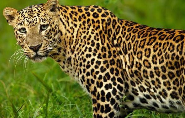 Odisha forest officials arrest 4 poachers, seize leopard skin