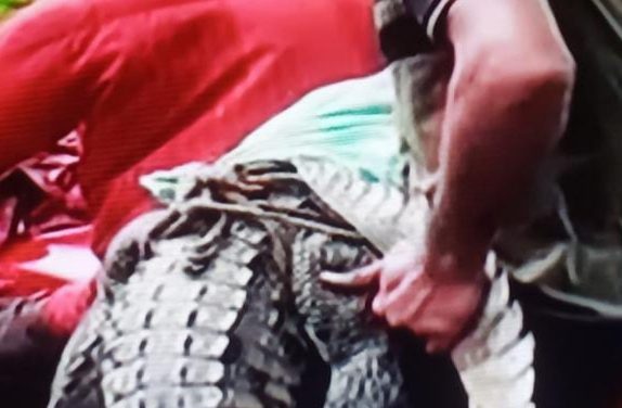 Odisha forest officer suspended for carrying crocodile in bike