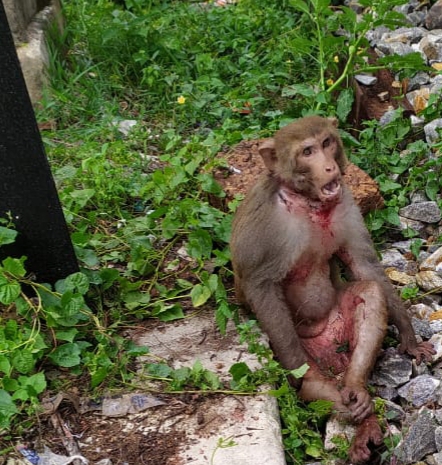 Railway Police ASI recues injured monkey from track