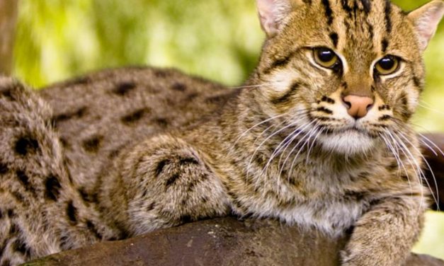 Fishing Cat New Ambassador of Ramsar Site Cilika Lake