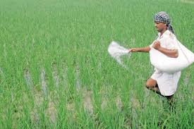 Cabinet approves NBS rates for P&K fertilisers for FY22