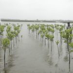 Reliance Foundation observed Mangrove Day in Odisha
