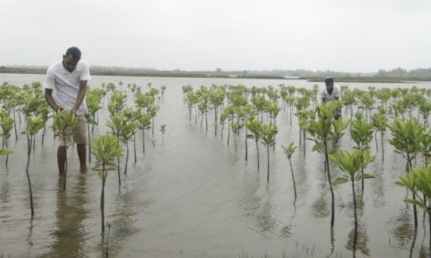 Reliance Foundation observed Mangrove Day in Odisha