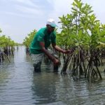 Reliance Foundation selected vulnerable sites for mangrove plantation
