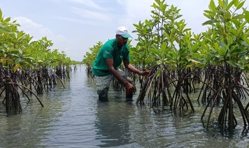 Reliance Foundation selected vulnerable sites for mangrove plantation